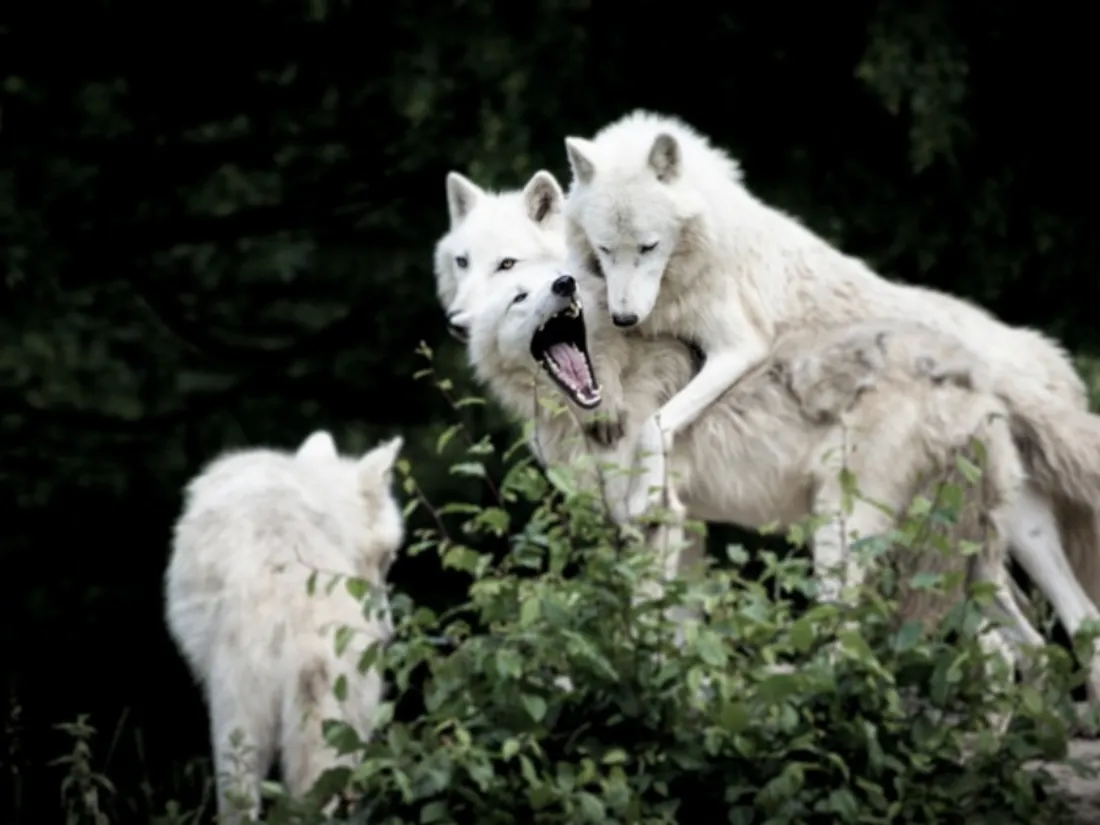 Des loups ont été aperçus errant dans une rue